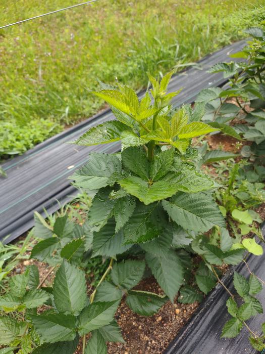 Blackberry plant growing.