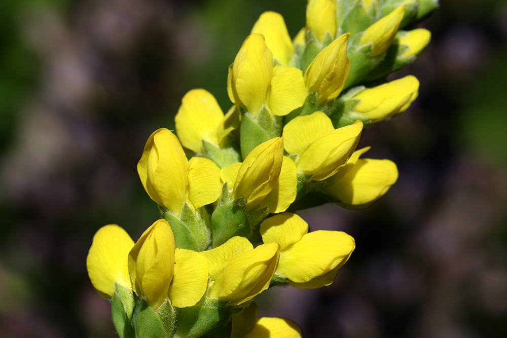 Yellow lupine spike with clustered buds and open flowers