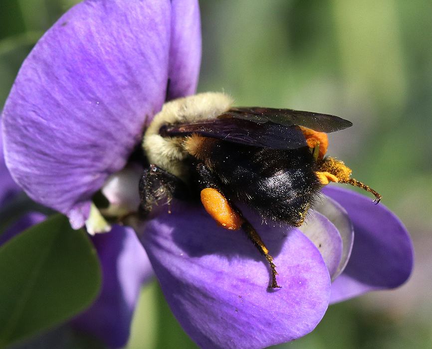 Bumblebee with pollen-coated hind legs crawling into purple flower