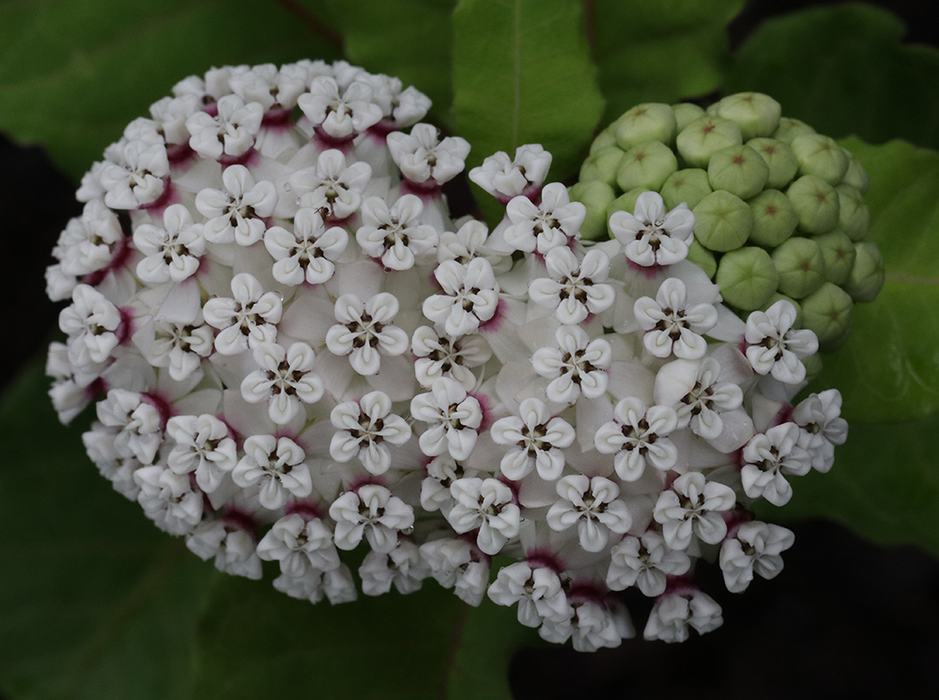 Cluster of small white five-petaled flowers with pink centers and nearby green buds