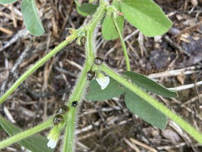 kudzu bug adults on a flowering soybean plant