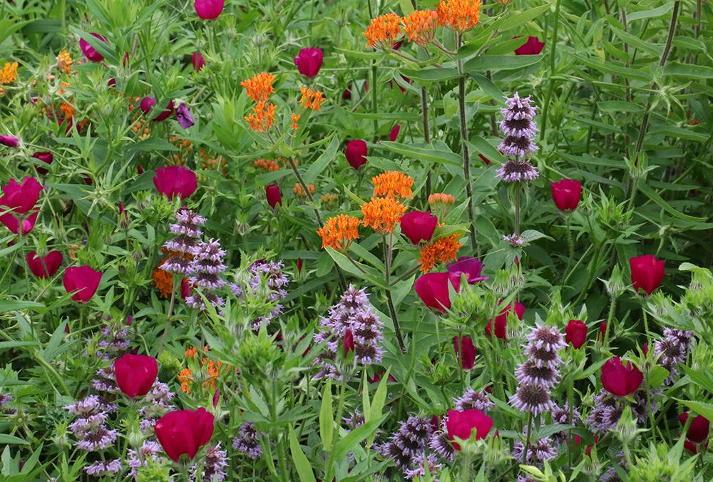 Red, orange, and purple wildflowers growing densely among green foliage