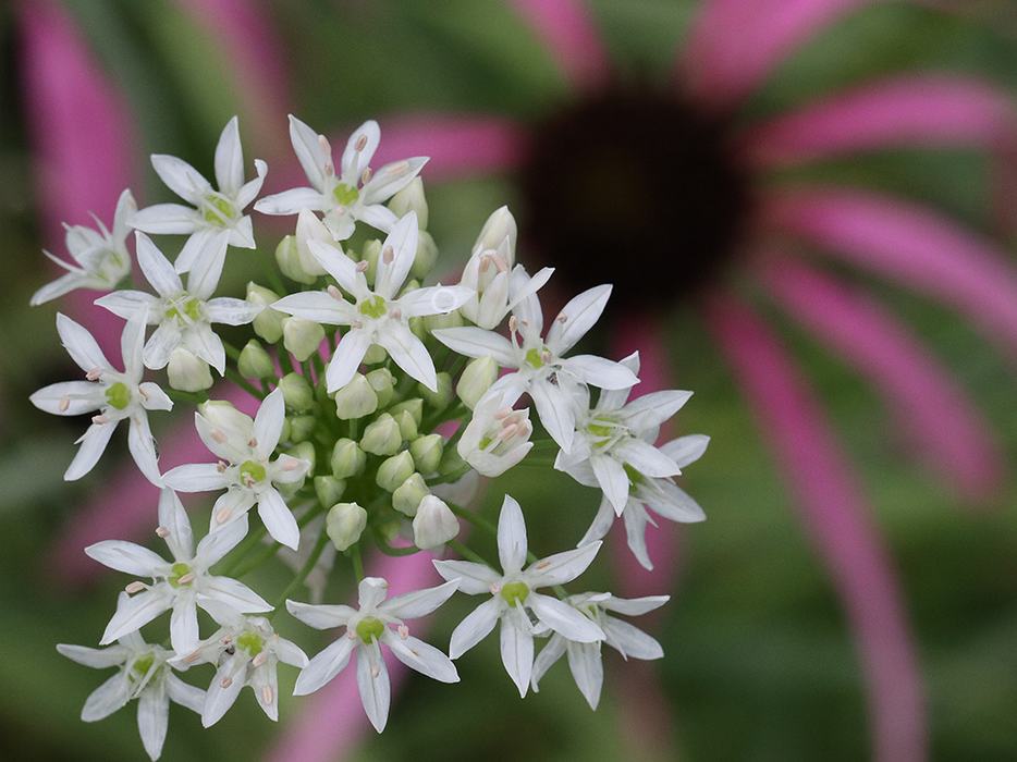 Cluster of small white star-shaped flowers with blurred pink coneflower in background