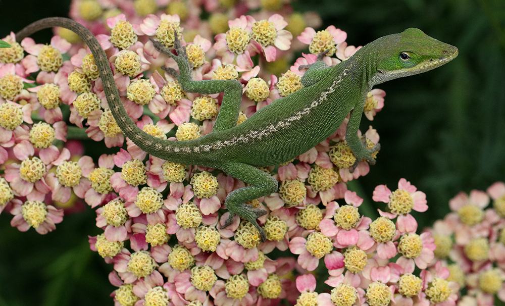 Green anole lizard resting on cluster of pink and yellow yarrow flowers