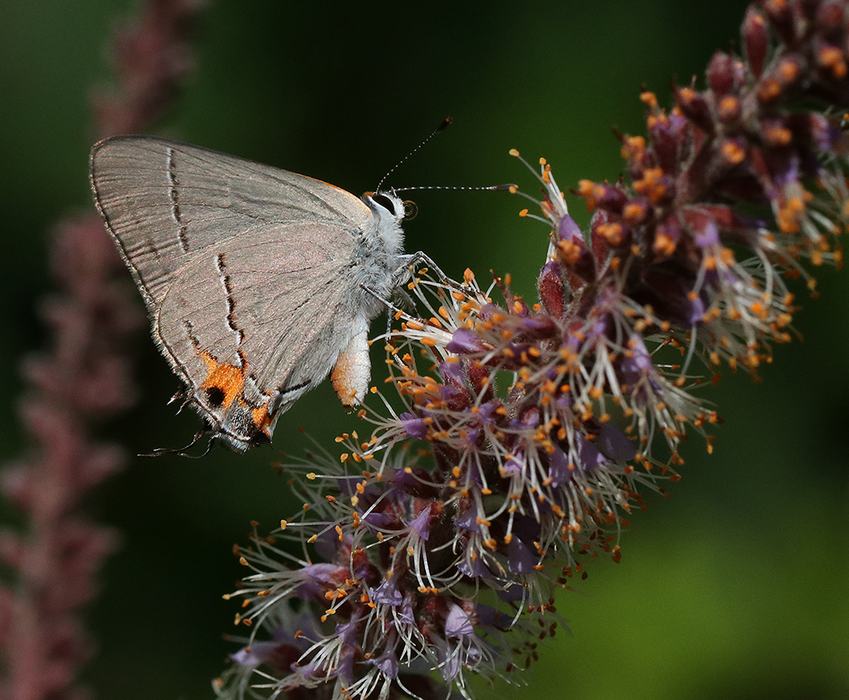 Small gray butterfly with orange spots feeding on a purple flower spike