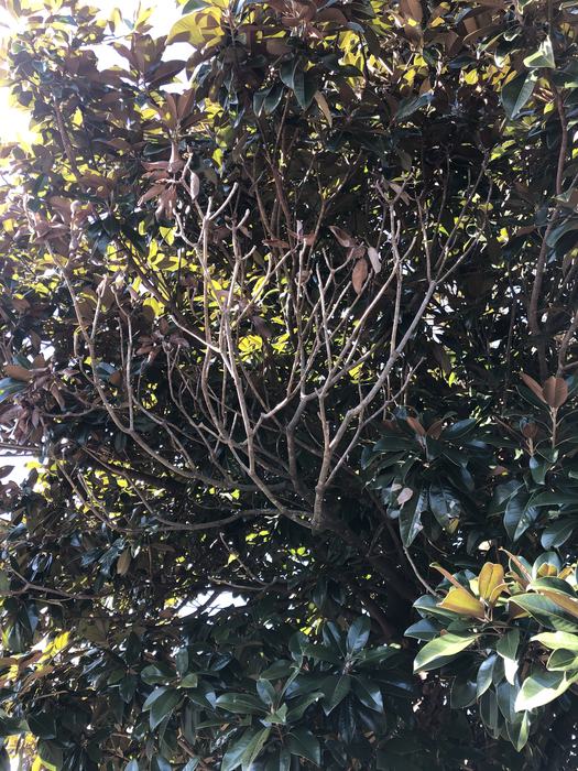 dying limbs in magnolia