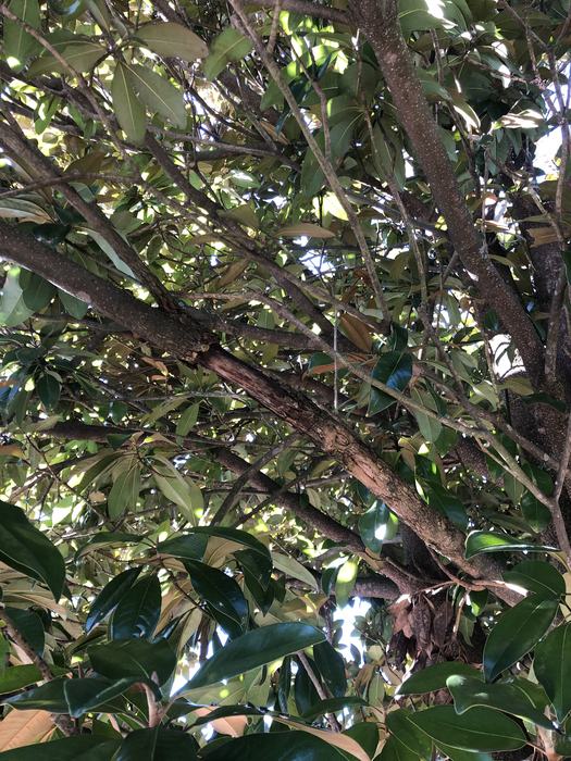 dying limbs in magnolia