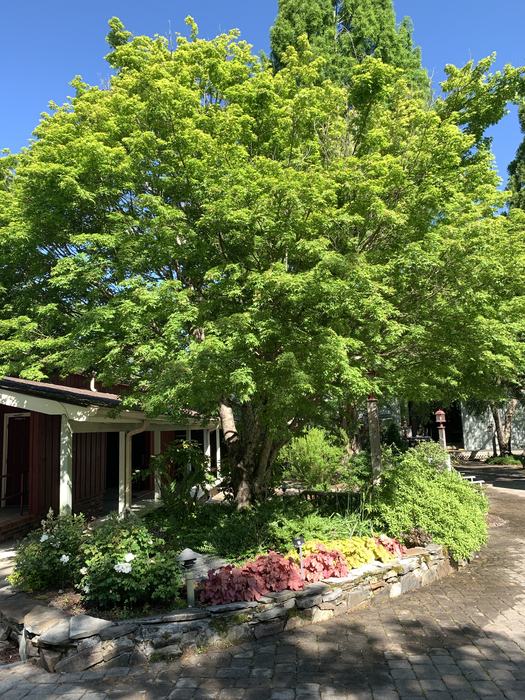 A tree in a stone line garden bed. 