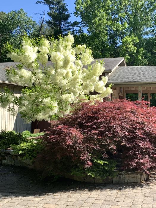 White and red trees in a garden beside a brick path.
