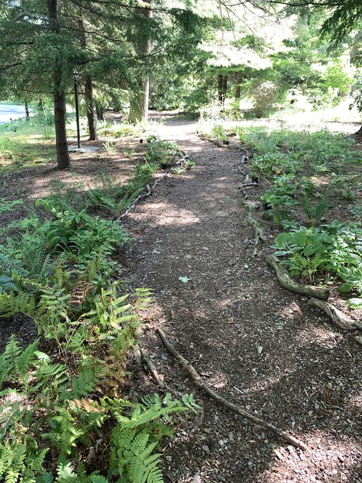 A path through a garden of ferns.