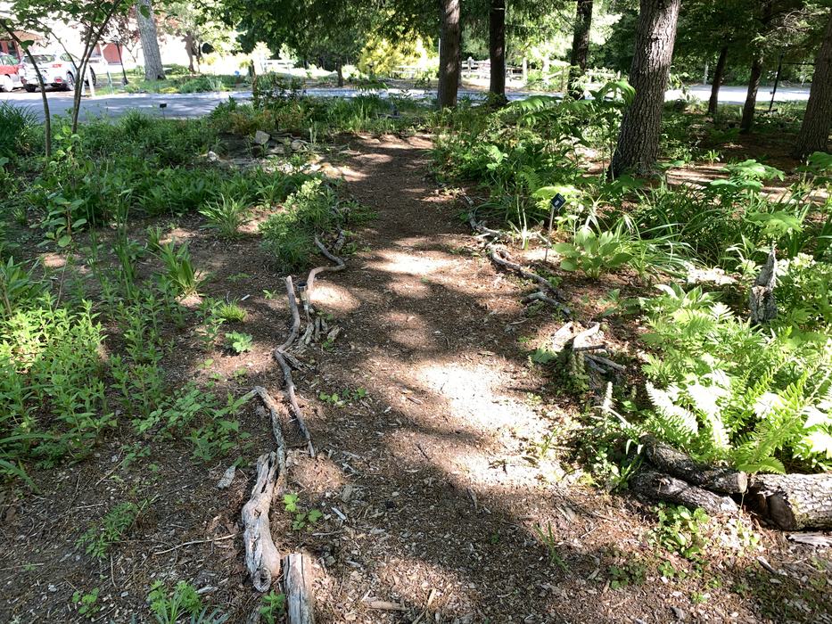A path through a garden of ferns. 