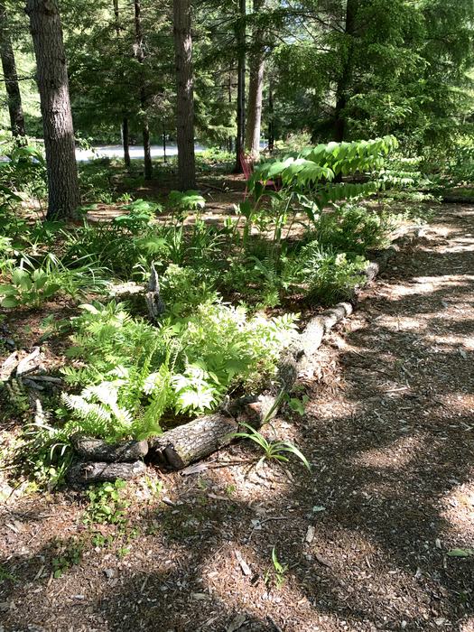 A bed of ferns surrounded by a wall of logs along a path.