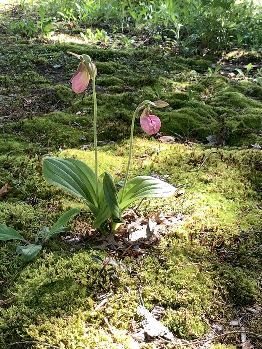 A pink flower on a bed of moss.