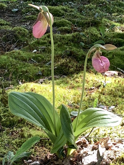 A pink flower on a bed of moss.