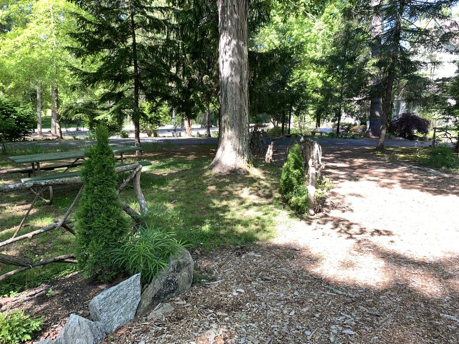A large tree and a few smaller shrubs.