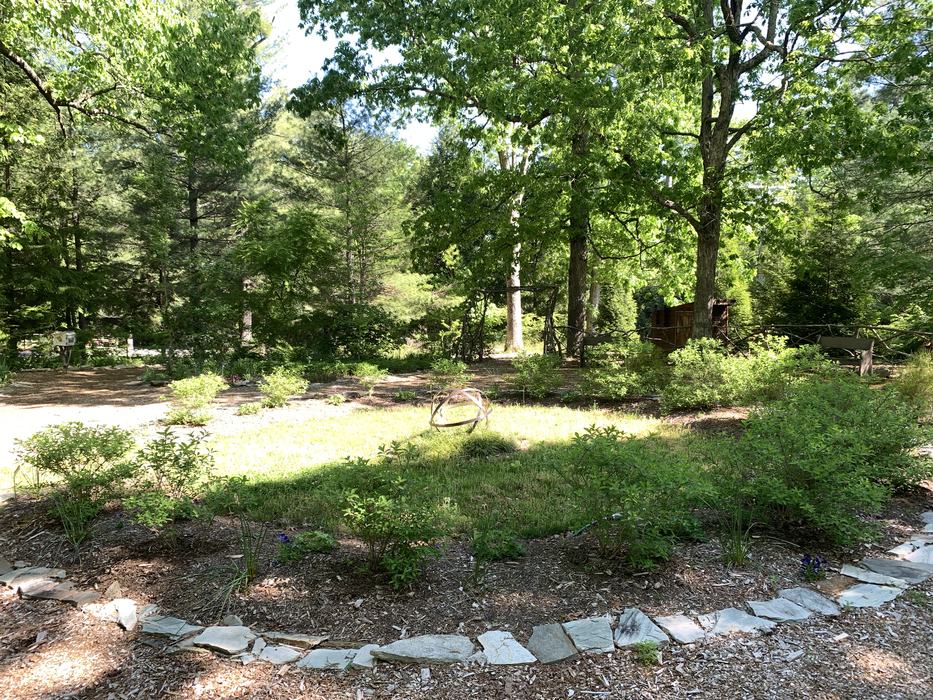 A bed of small shrubs line a path.