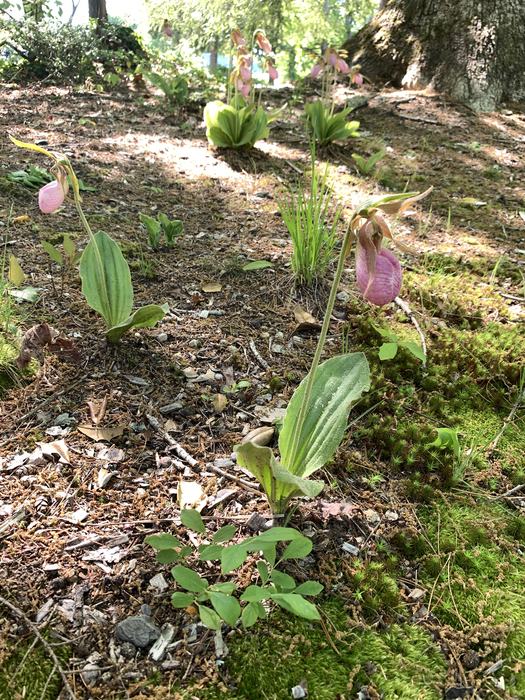 A pink flower on a bed of moss.
