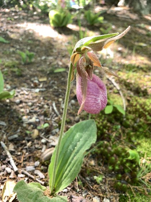 A pink flower on a bed of moss.