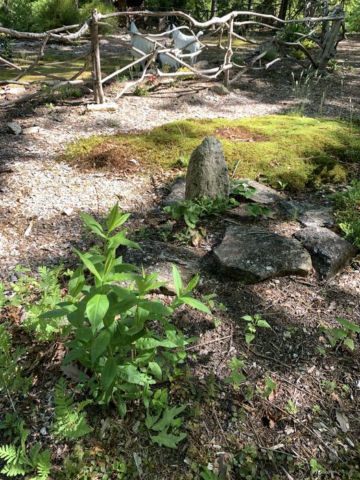 A green plant and rock near a path.
