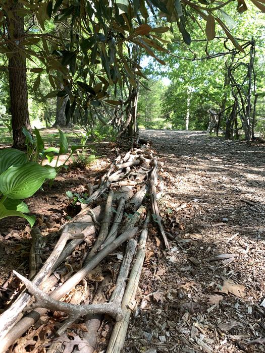 Tree branches line the ground beside a path.