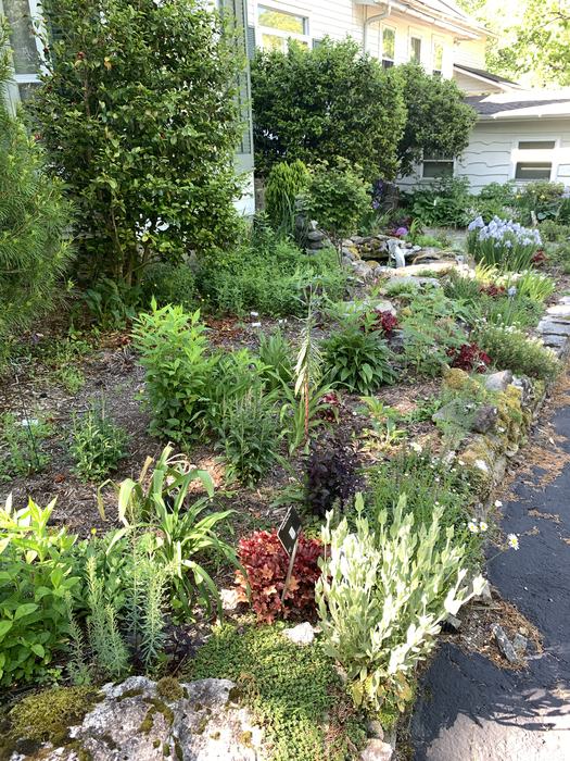 Low lying plants outside of a home. 