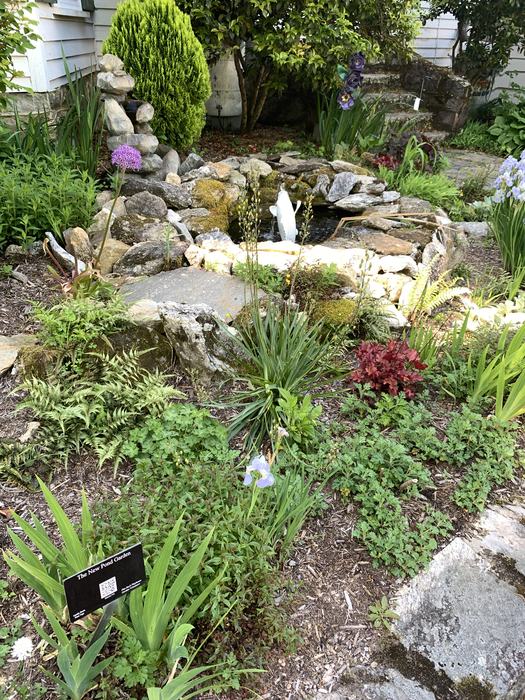 Low lying green plants and rocks in a garden.