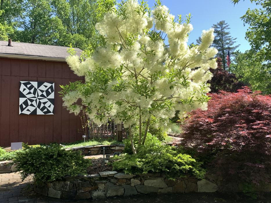 A tree with white flowers blooms in a garden beside a red building.