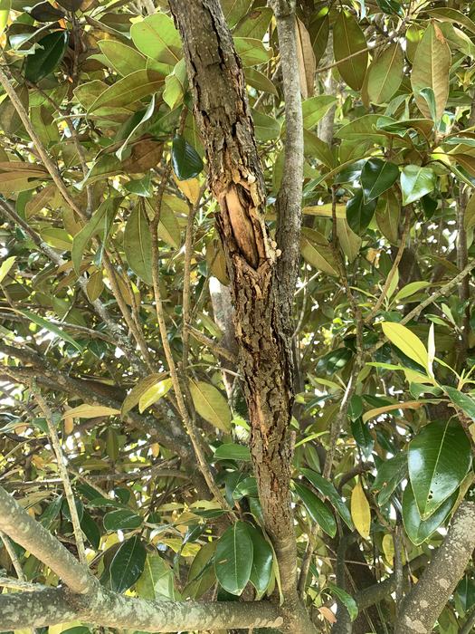 A limb of a magnolia tree with a canker.