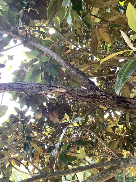 A limb of a magnolia tree with a canker.