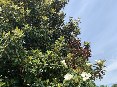 canker on magnolia