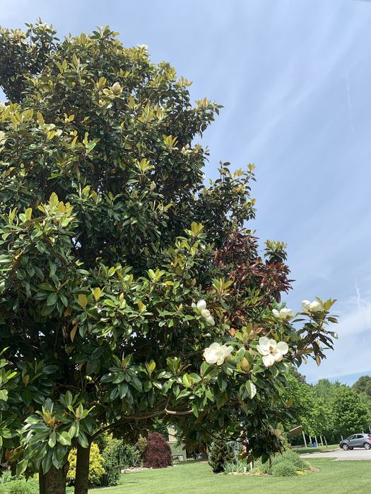 A magnolia tree in bloom.