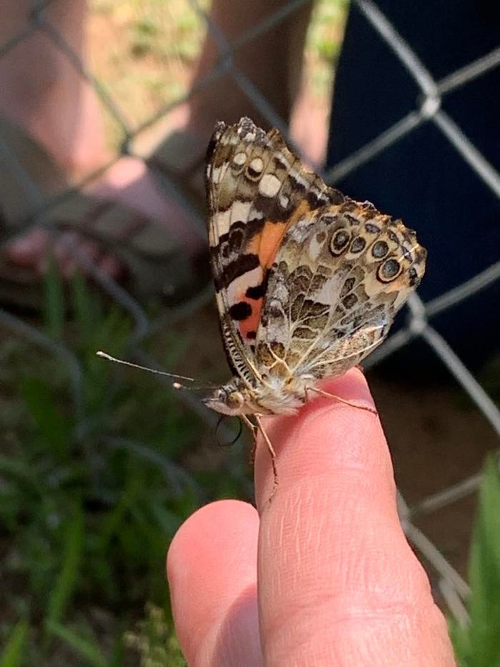 A butterfly sits on a person's finger. 