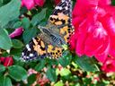Painted lady butterfly perched on leaves beside bright pink rose blooms