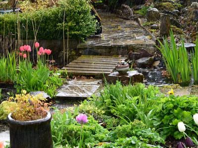rain garden
