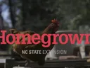 chickens
