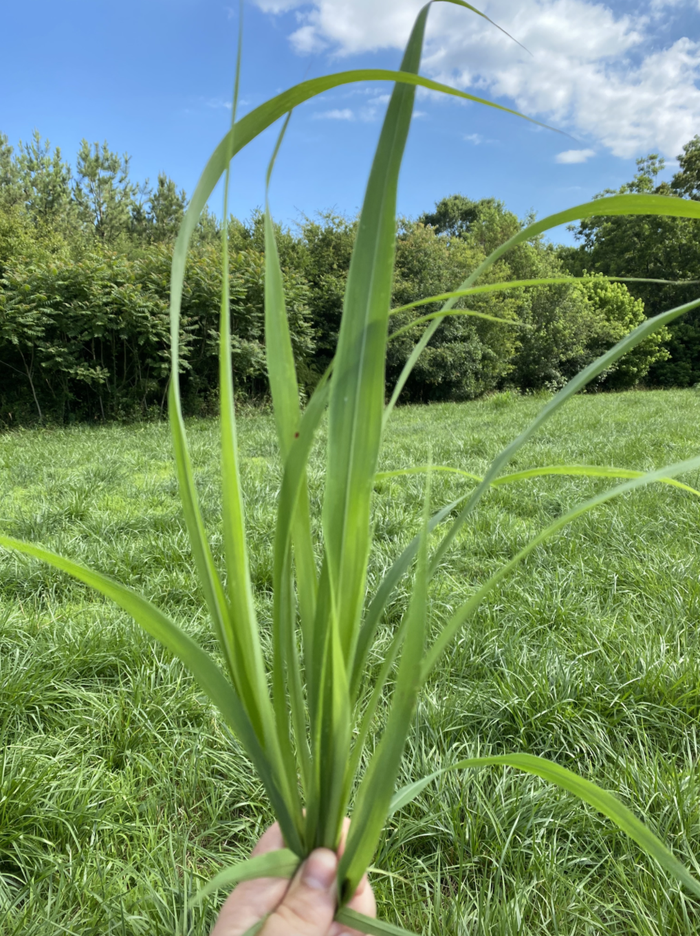 A hand holds a few pieces of Johnsongrass above a field of grass.