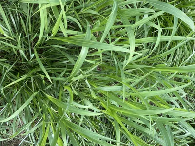 Clump of long green grass blades overlapping on ground