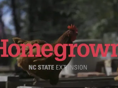 chickens