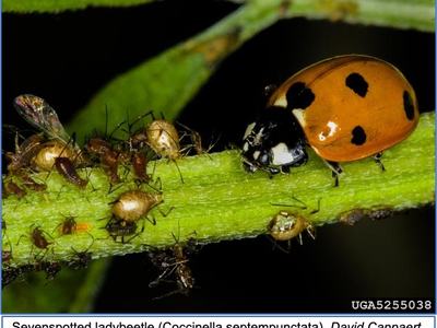 Seven spotted ladybeetle on a plant stem