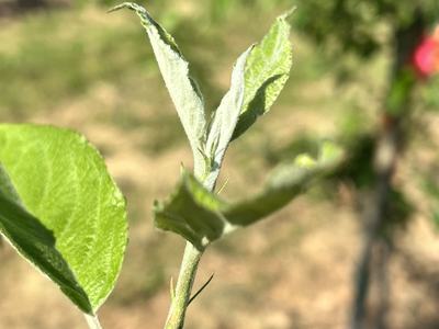 Elongation Apple Shoot