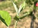 Elongation Apple Shoot