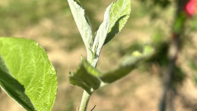 Elongation Apple Shoot