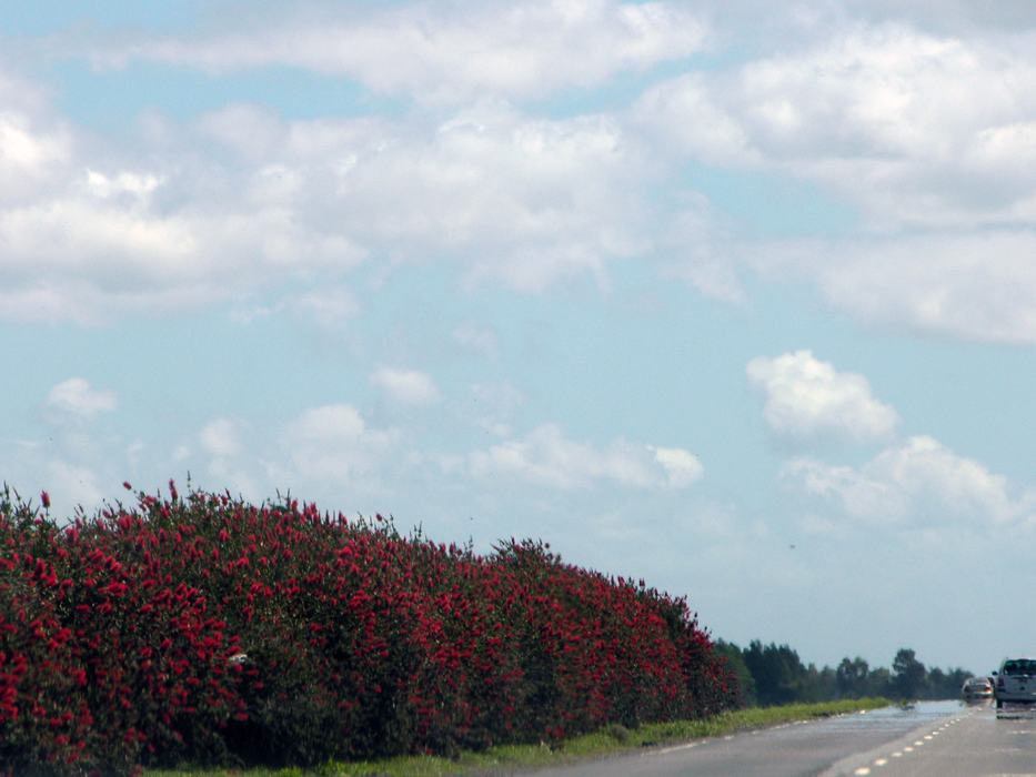 Shrubs by the side of the road