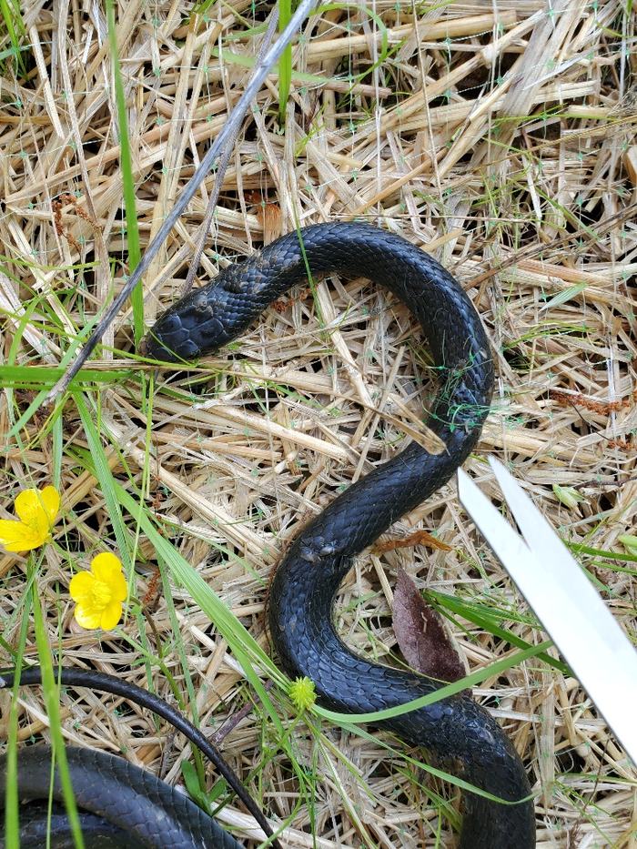 Snake Caught in Plastic Netting