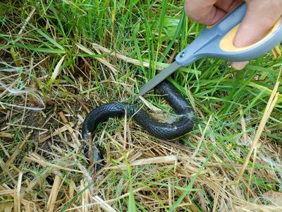 Black snake entangled in netting in grass while hand cuts the net with scissors