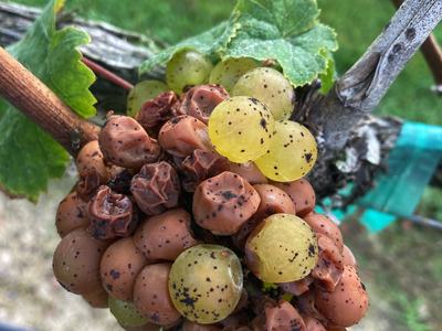 Picture of Sour Rot on Grapes
