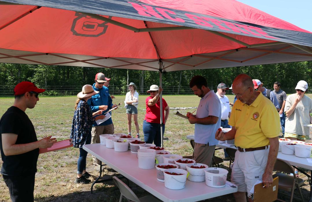 NC State Extension horticulture research station strawberries Castle Hayne New Hanover County