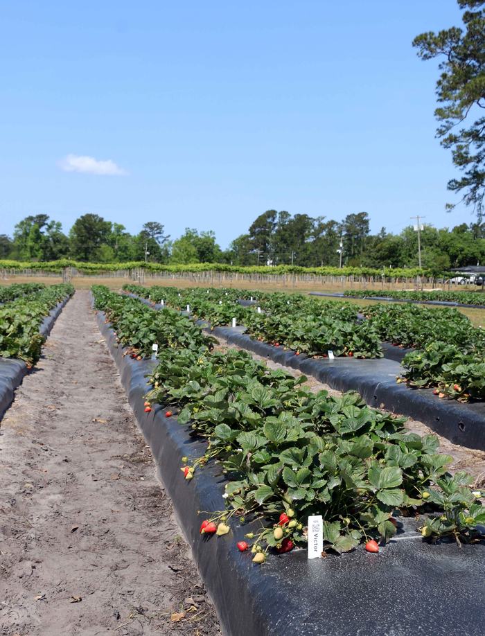 NC State Extension horticulture research station strawberries Castle Hayne New Hanover County