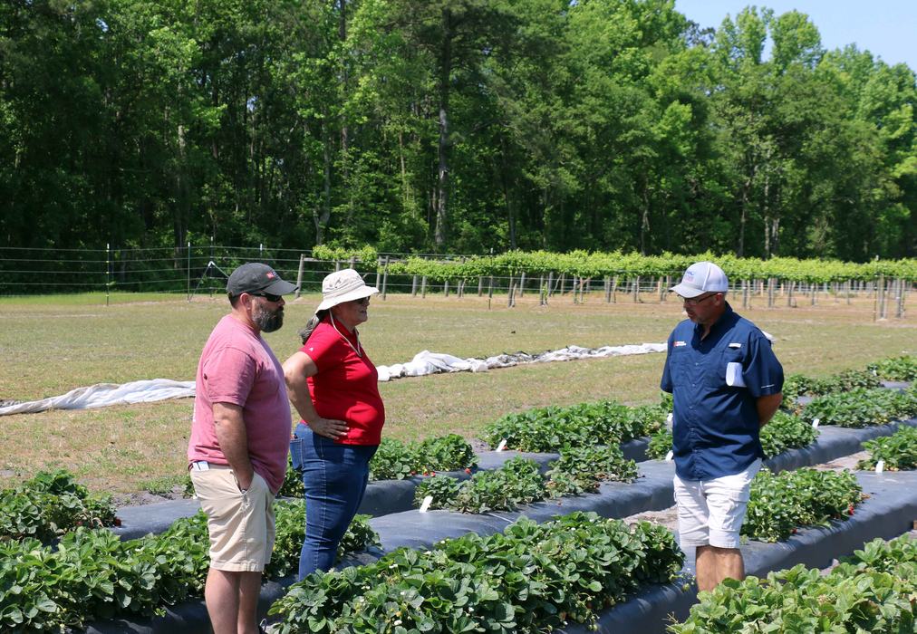 NC State Extension horticulture research station strawberries Castle Hayne New Hanover County