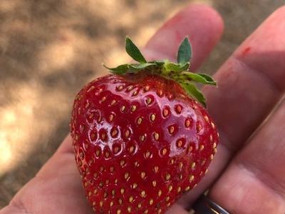 Hand holding a ripe red strawberry with green calyx/leaves